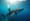 How to Swim with Whale Sharks: A Step-by-Step Guide for Couples
