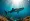 Are There Sharks in the Maldives? What Couples Should Know